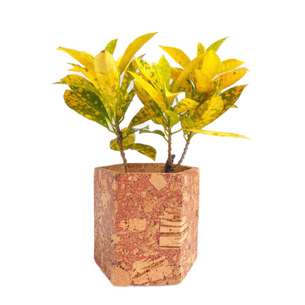 cork-planter-hexagon-4-inch-01-1000×1000